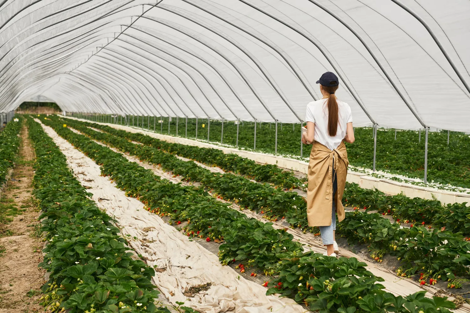 Benefícios das telas de sombreamento na agricultura Benefícios das telas de sombreamento na agricultura
