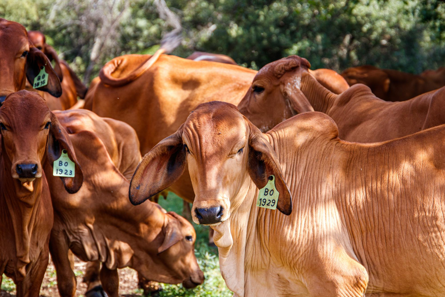 Como elaborar um plano de segurança para feiras agropecuárias Como elaborar um plano de segurança para feiras agropecuárias