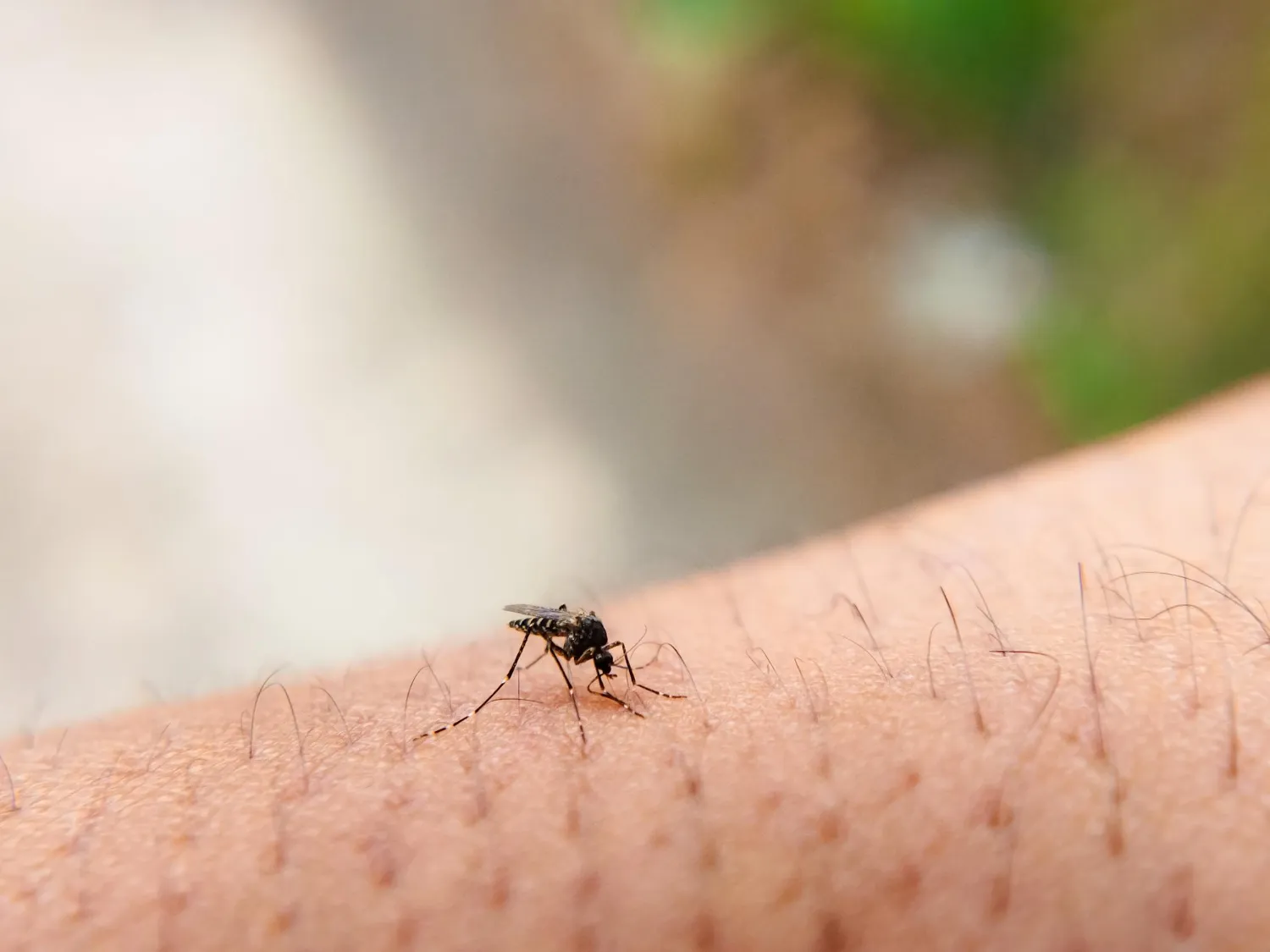 Como evitar o acesso dos insetos? Como evitar o acesso dos insetos?