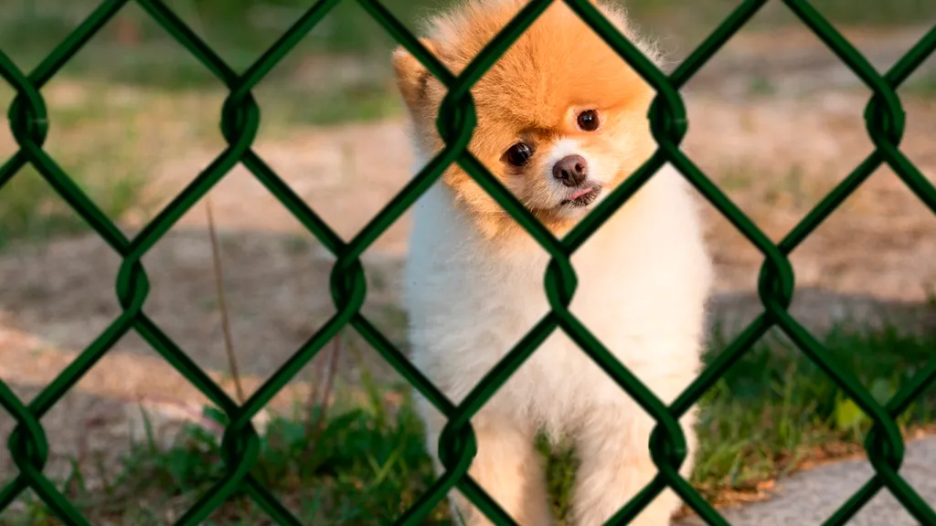 Como garantir a segurança do seu animal de estimação? Como garantir a segurança do seu animal de estimação?