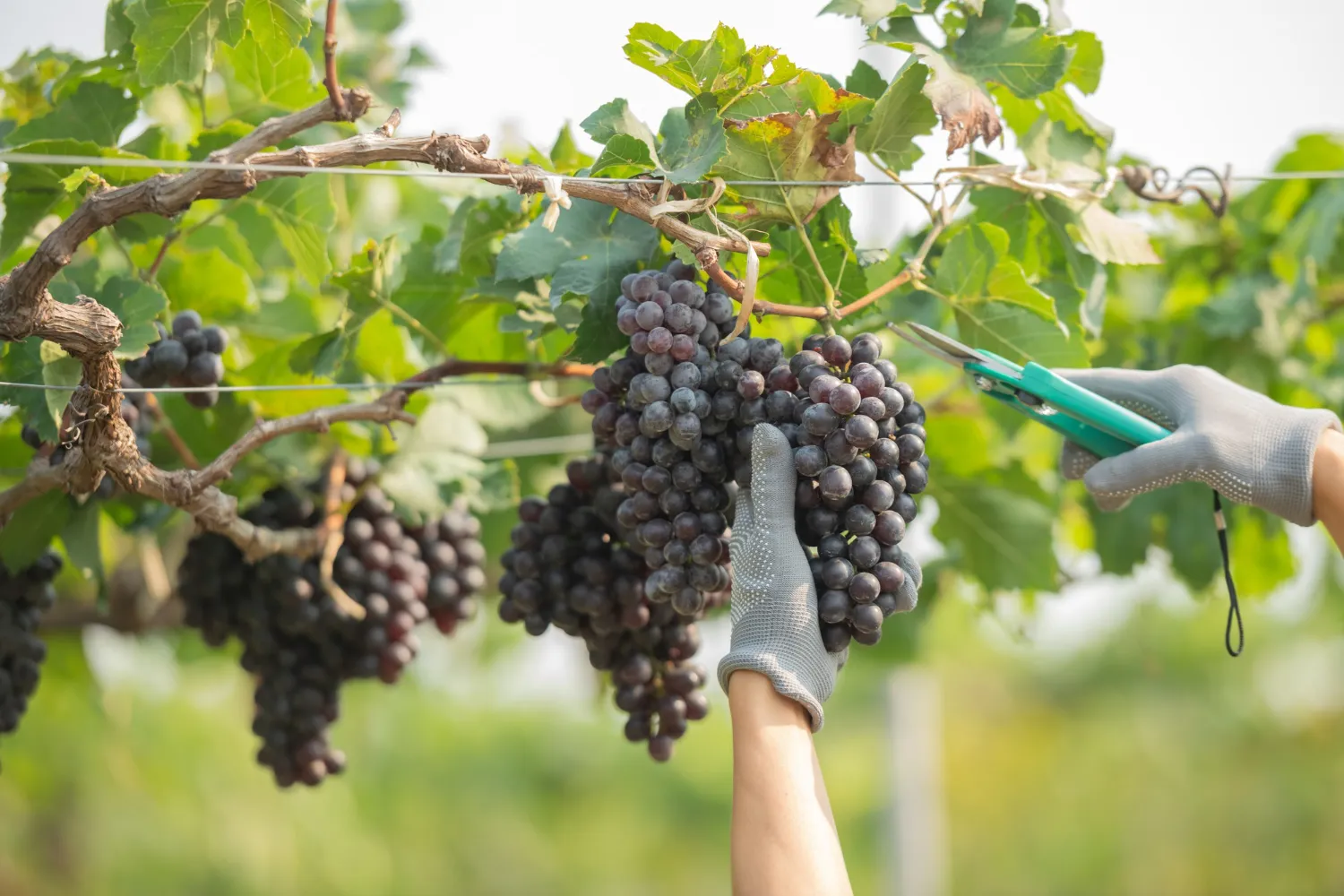 Dicas para o cultivo de uva para a produção de vinhos finos Dicas para o cultivo de uva para a produção de vinhos finos