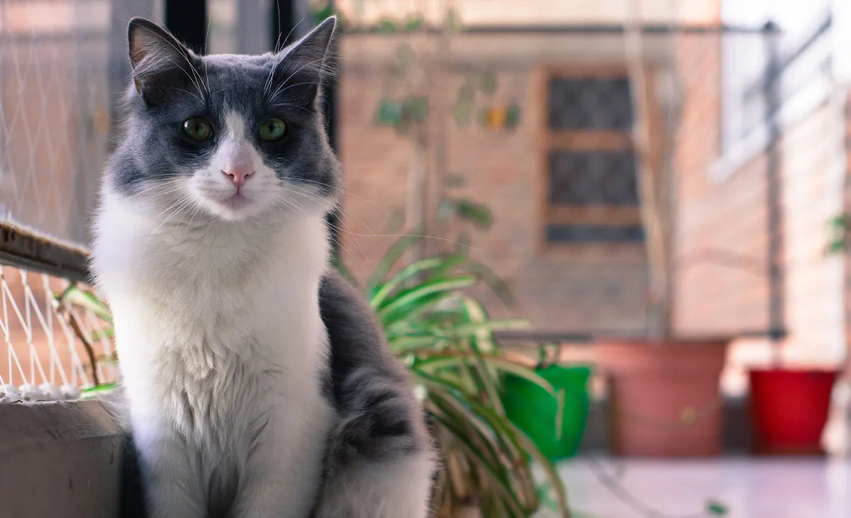 Como proteger a casa sem prejudicar os gatos de estimação Como proteger a casa sem prejudicar os gatos de estimação
