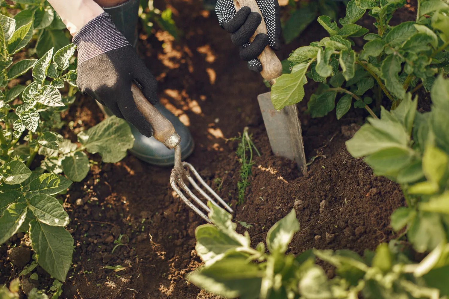 SAFs no Brasil: uma abordagem sustentável para agricultura SAFs no Brasil: uma abordagem sustentável para agricultura